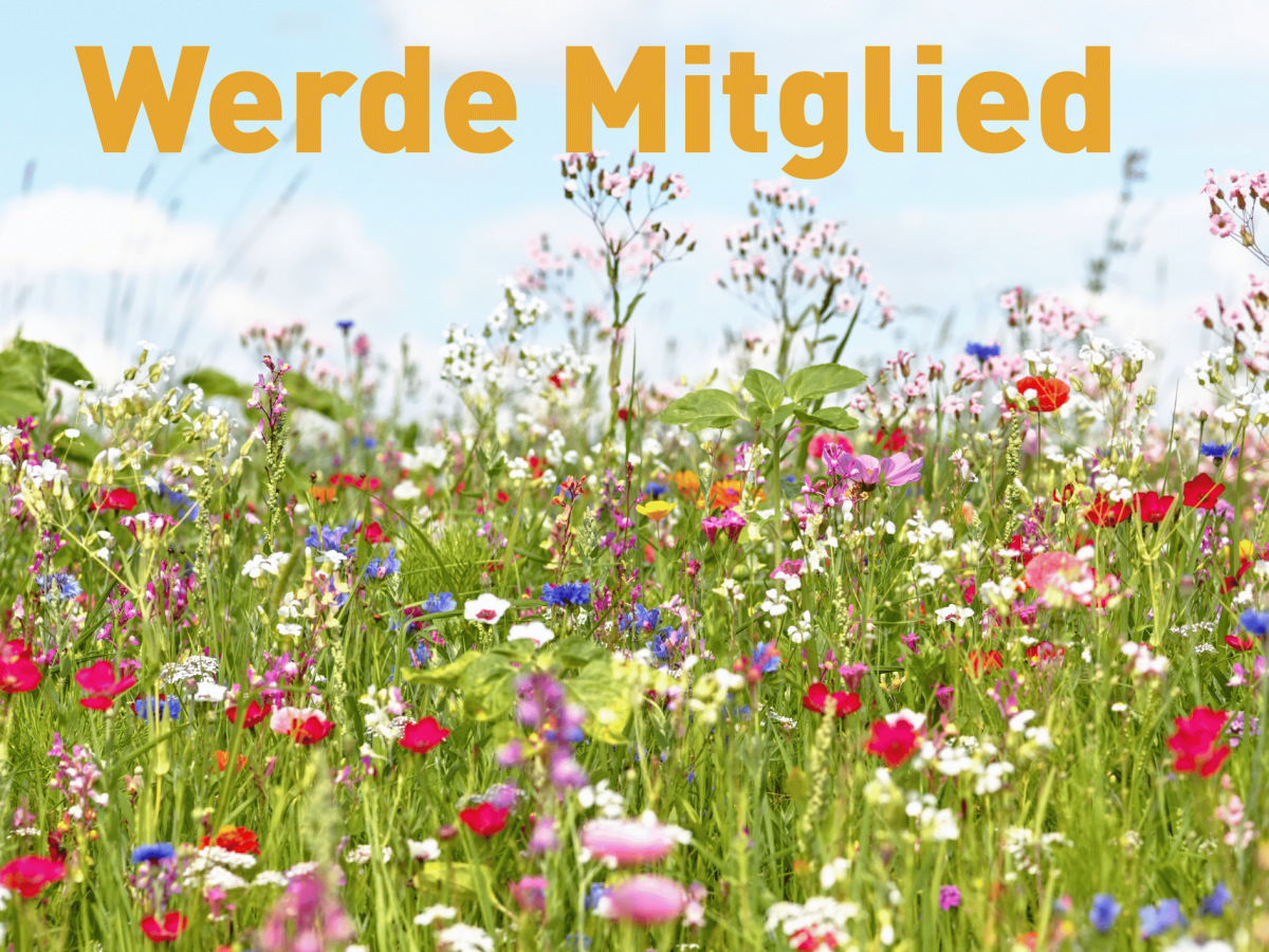 Vorlage Newsletter (1)