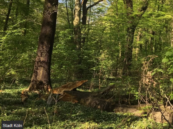 Es ist ein Waldstück mit Bäumen und Sträuchern zu sehen.